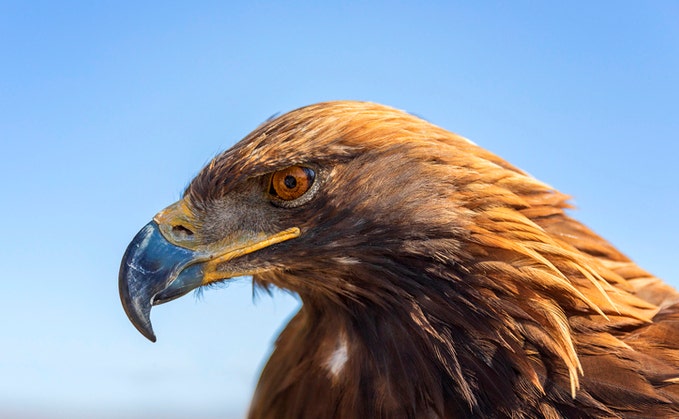 Soar like an eagle? 34 UK vendor leaders reveal their spirit animals